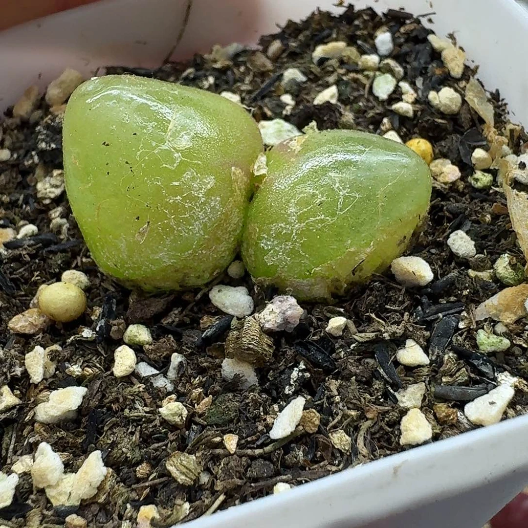 老马生石花双头灯泡1712