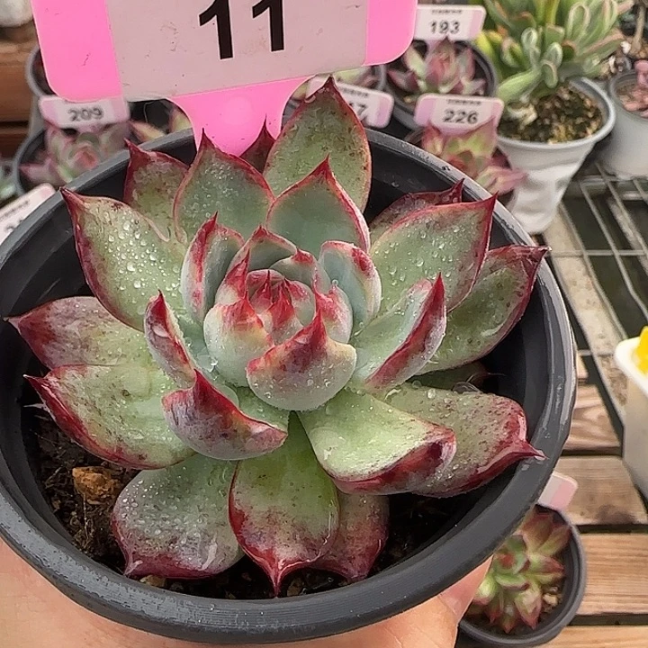 11 惊鸿仙子多肉植物