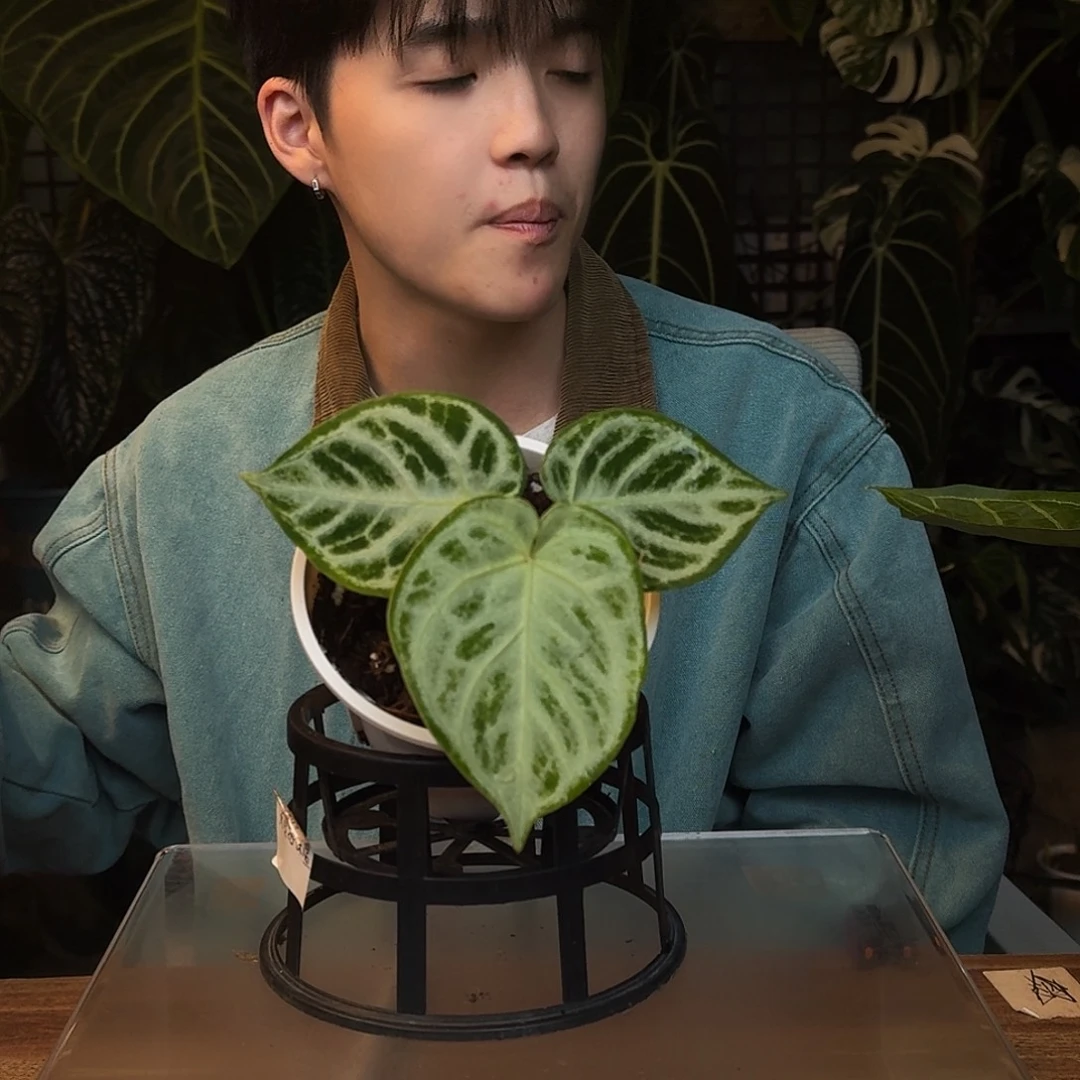 完全开放Q117铜锣烧微瑕无售后