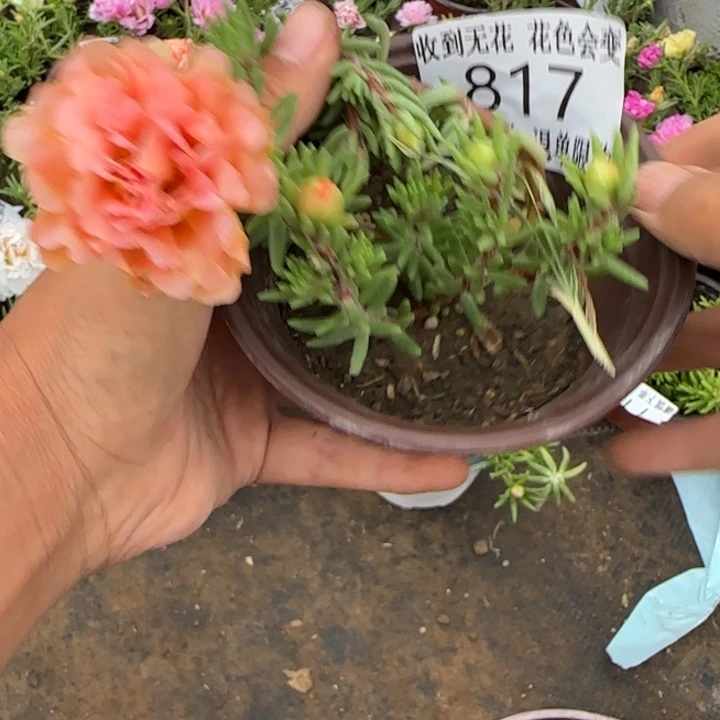 无花朵817超小苗盆口10cm