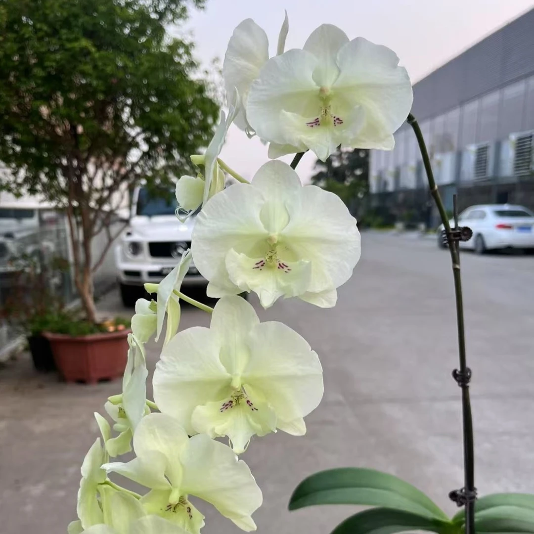 1.7寸 绿色幻境-苗 少根叶瑕 珍奇蝴蝶兰