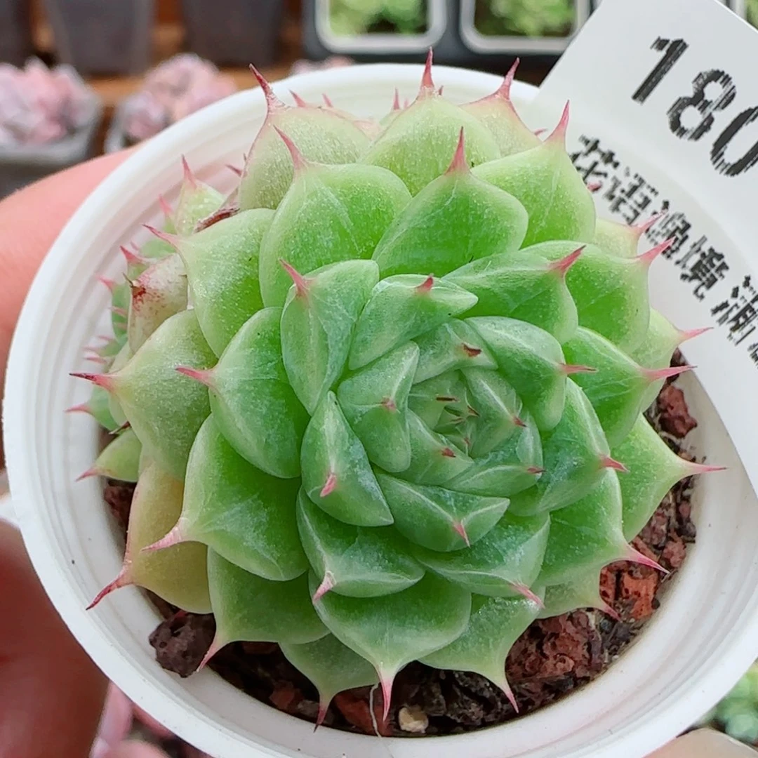 花语逸镜0923-180散