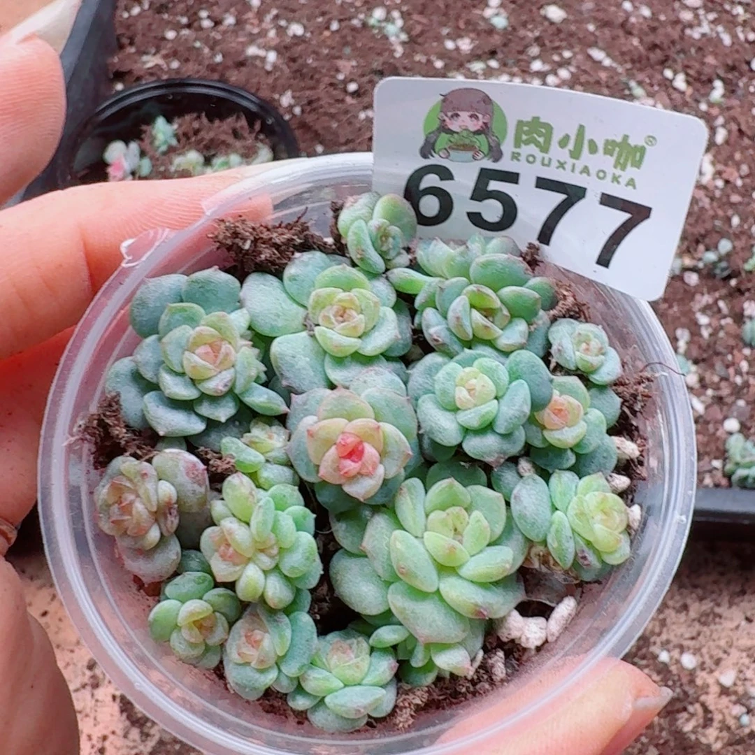 多肉植物多肉植物