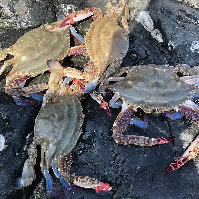 鲜活海飞蟹5斤