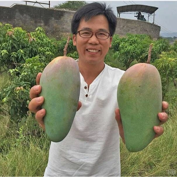 大青芒10斤装【单果200-600g】大青芒果/8/5/3斤整箱超大包邮批发