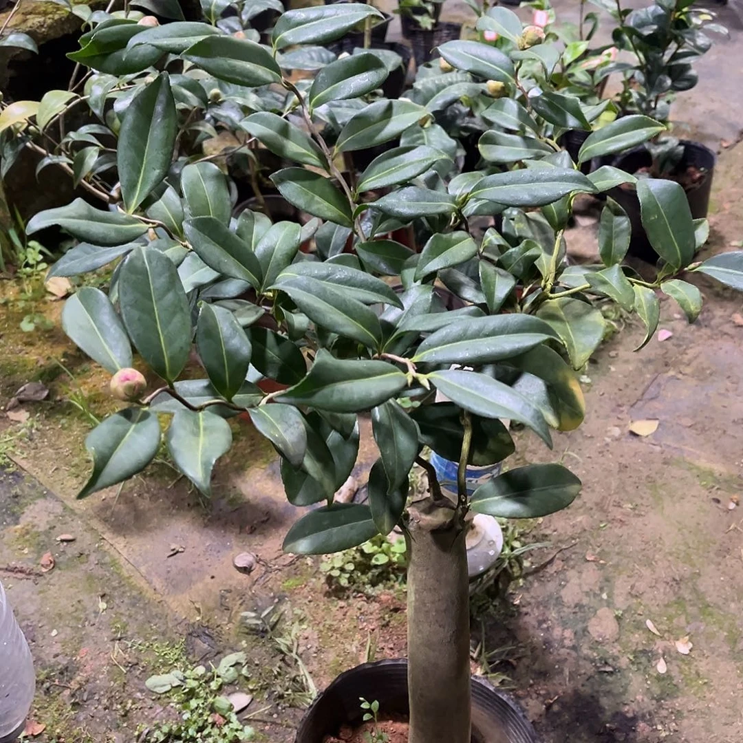 完全开放九拐十八弯