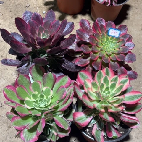095多肉植物组合