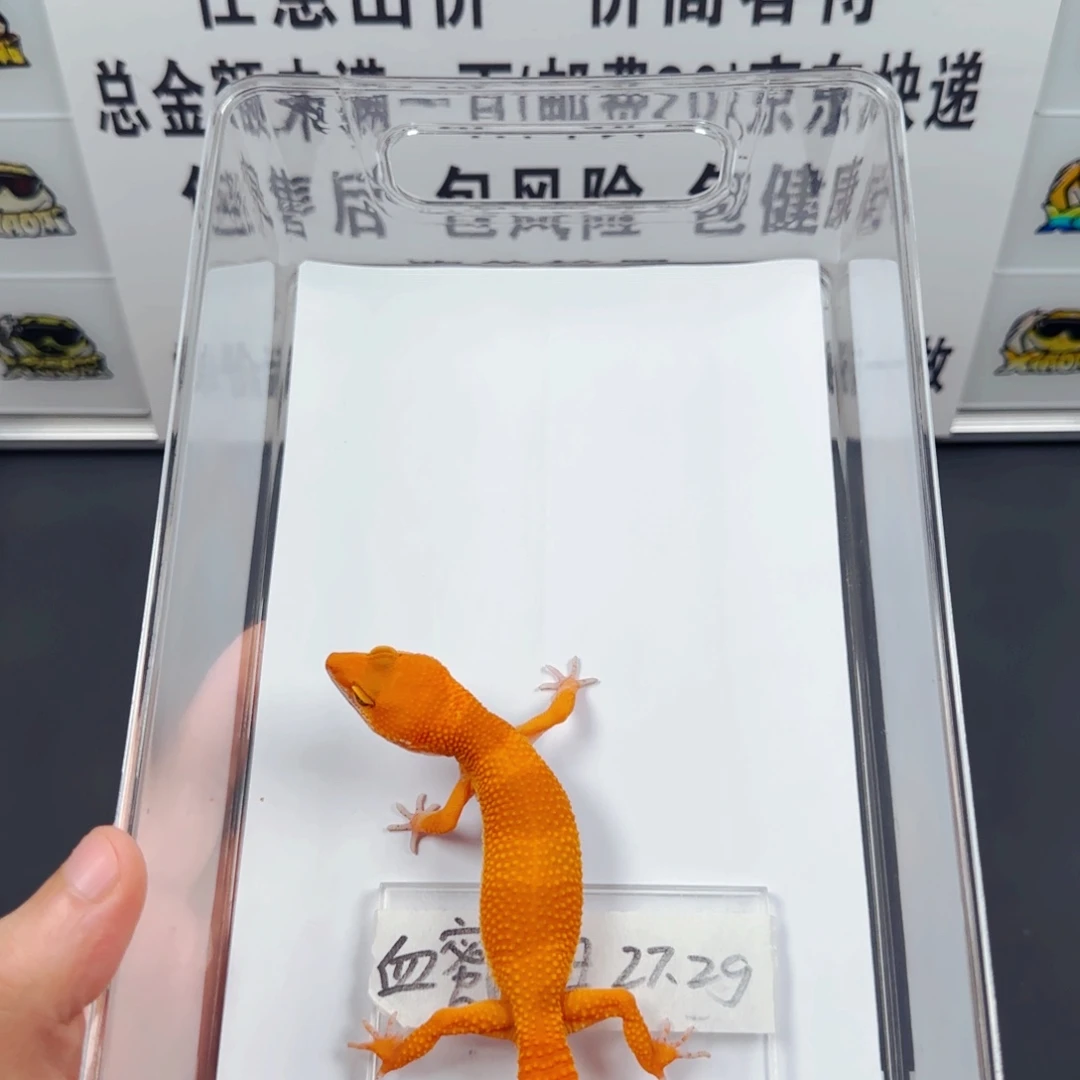 豹纹守宫豹纹守宫