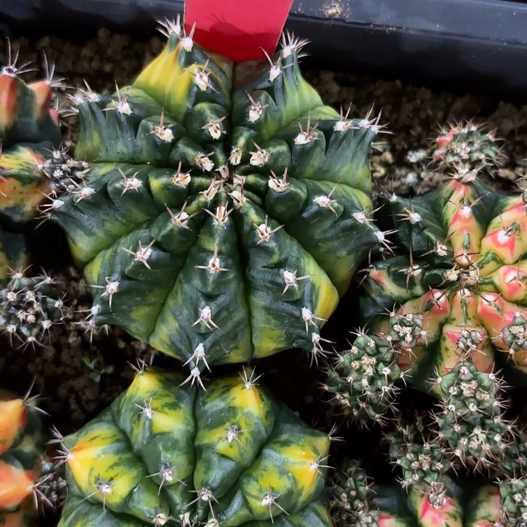 274-1106泰国发货多肉