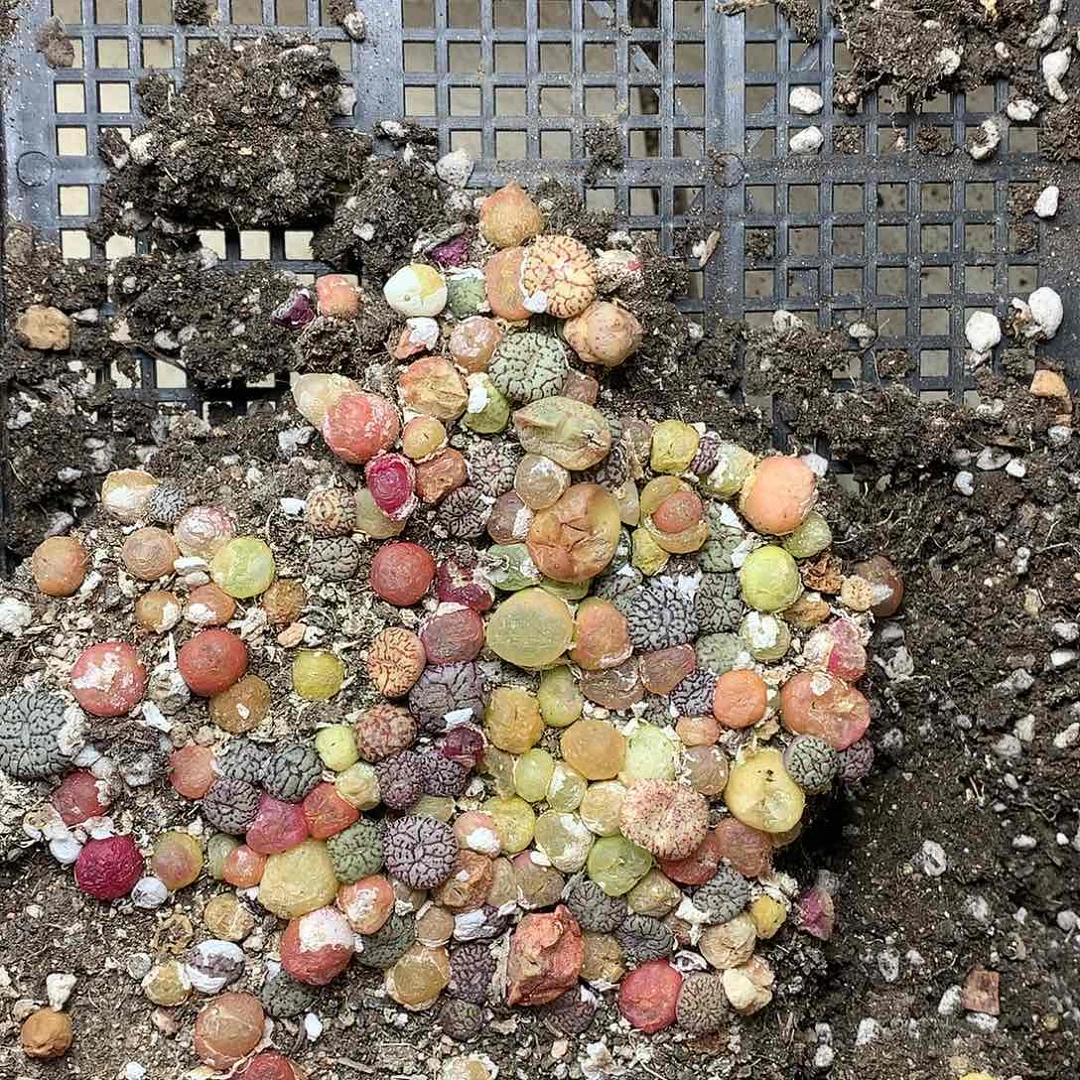 W100多肉植物保护研究所