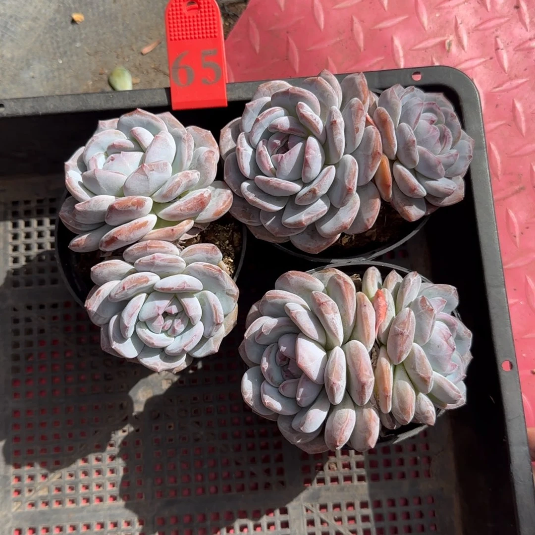 繁***星三颗一起一物一拍65