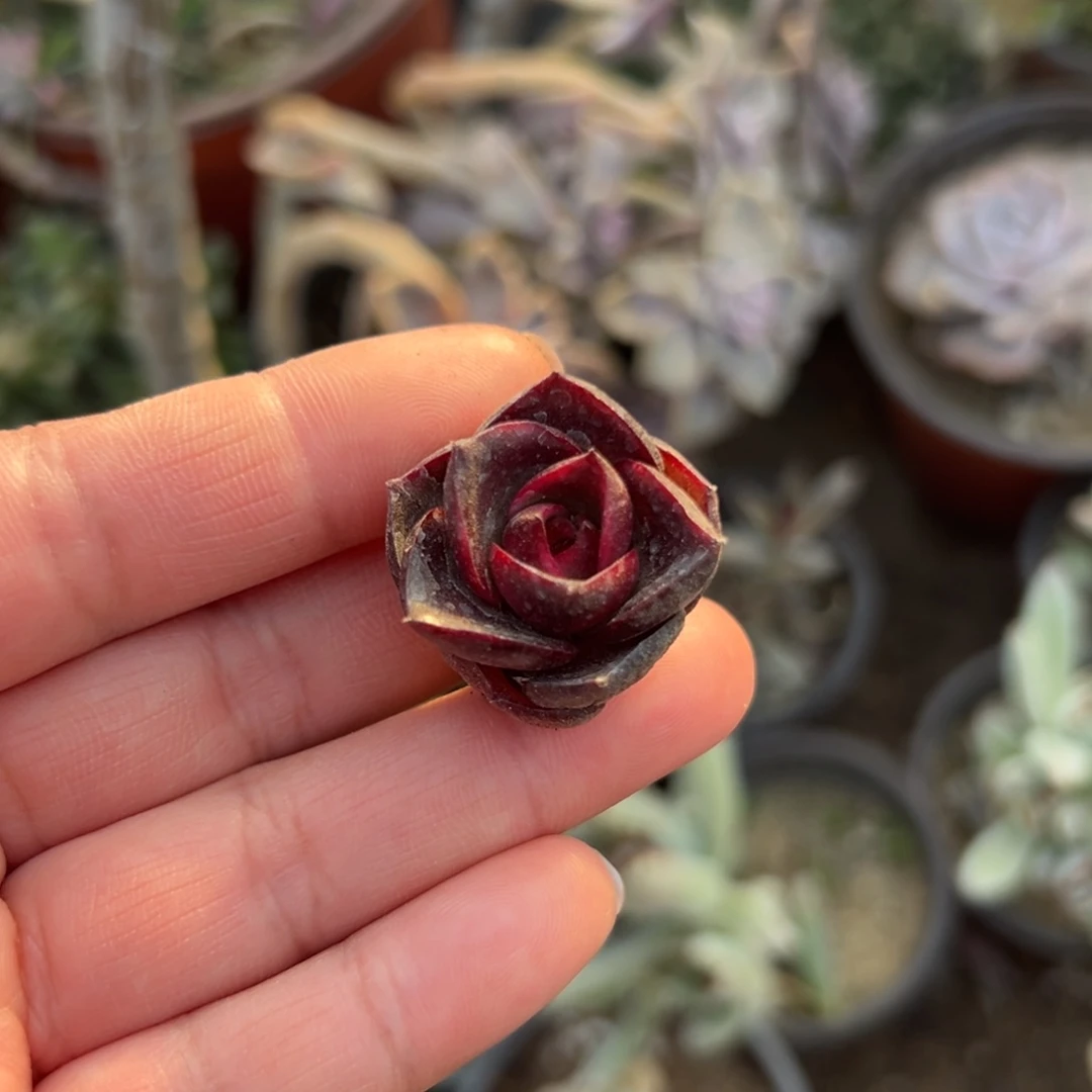 多肉植物红灯笼多肉