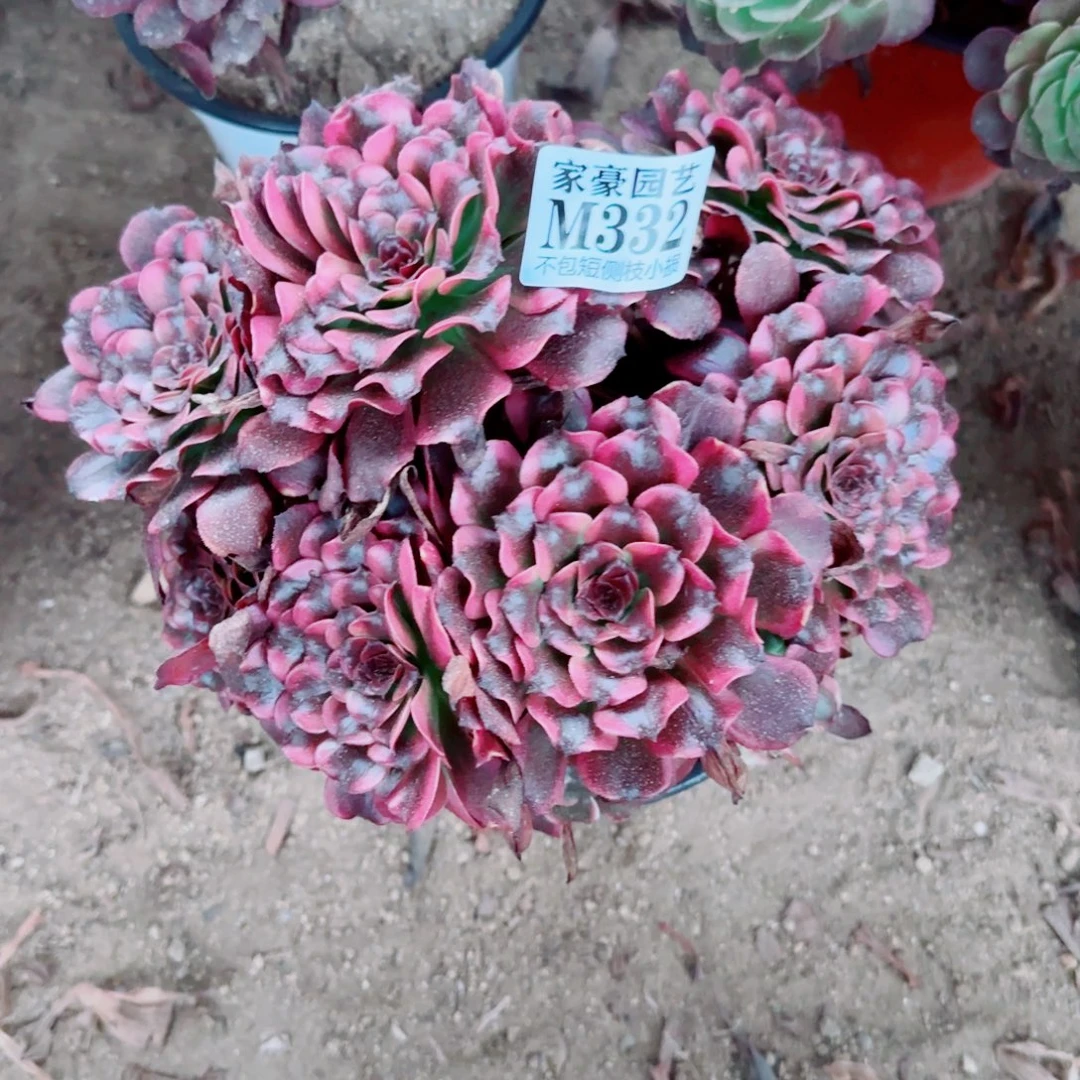 纷***纷云姬发师332冠幅20