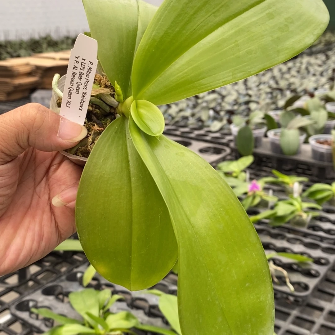 当前无花栽培后可以开花1.7带花苞爆根苗随时可以升杯