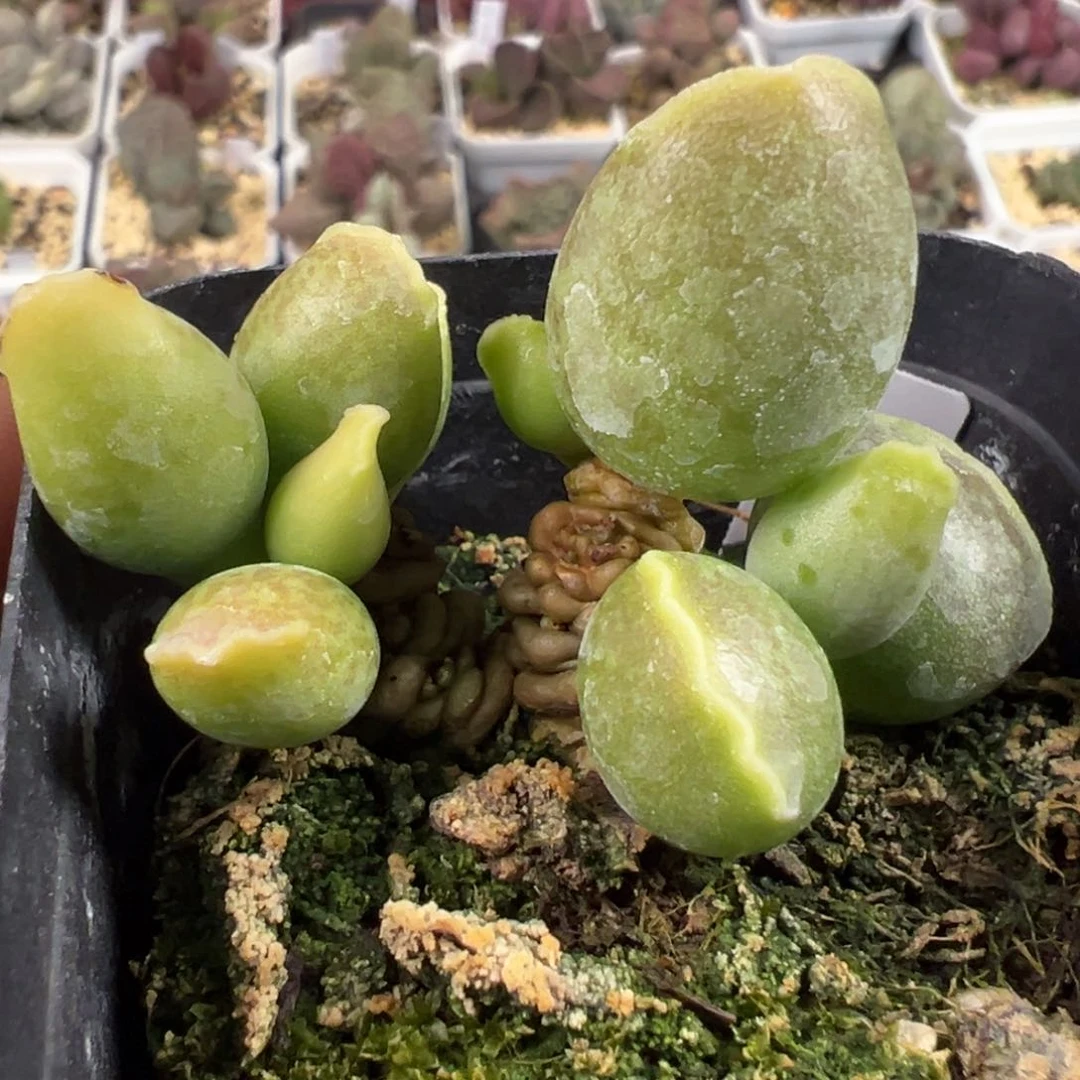 纯木质桩黄金海豹多肉植物水泡