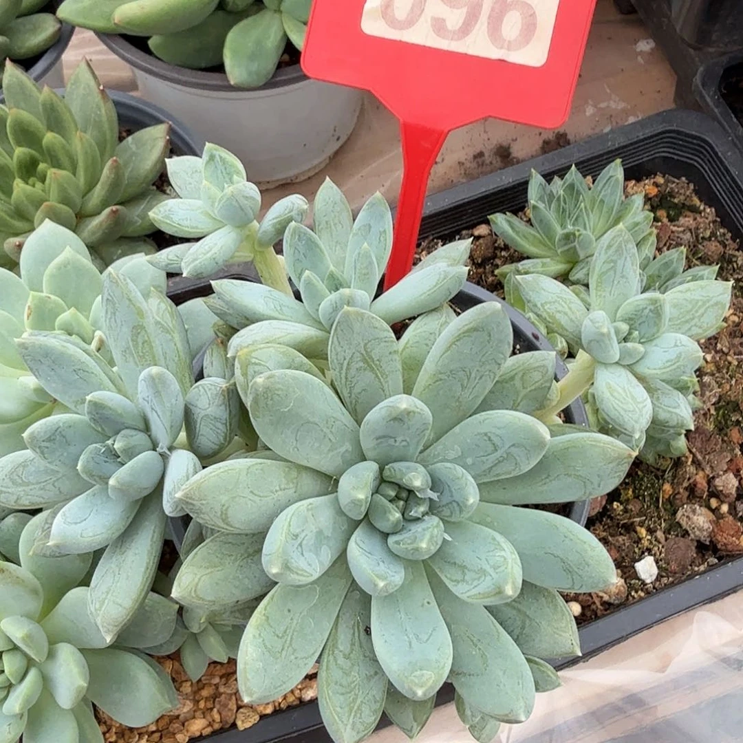 阿迪纹多肉植物096