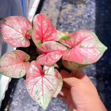 507-0607PJT泰国发货