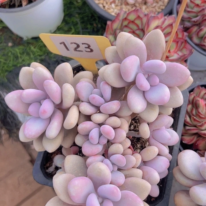 健健康康平平安安