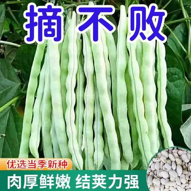 【九粒白芸豆种子】四季架豆老来白不老豆角籽压趴架摘不败
