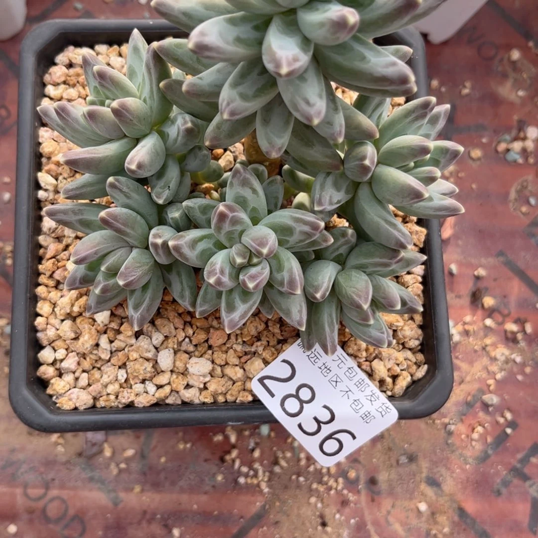 大2836:？xv xb vb n m