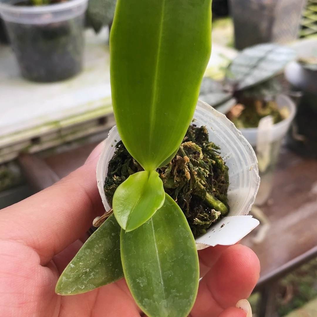 坚***好无花朵1。。。。。。。。。