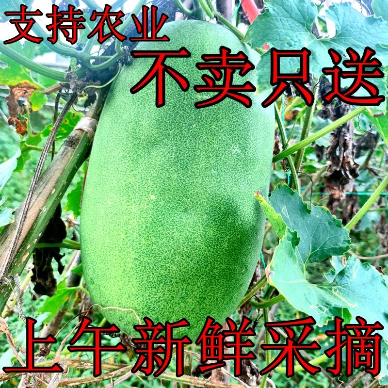 米冬瓜新鲜迷你水果冬瓜农家现摘直发挂霜青皮瓜当季时令新鲜蔬菜