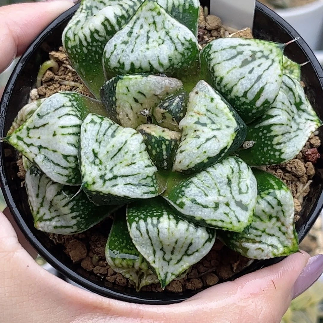 50巨大丸叶潘多拉福利专场