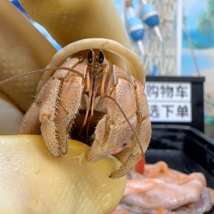 A32香橙胖 西沙2.0cm口径