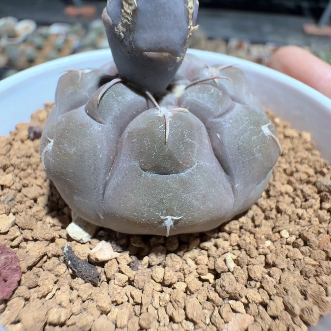 无花朵零**零实生龟甲铅皮630