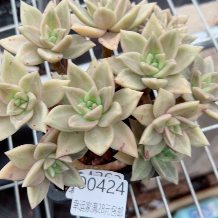 幸运的是我还没遇到你