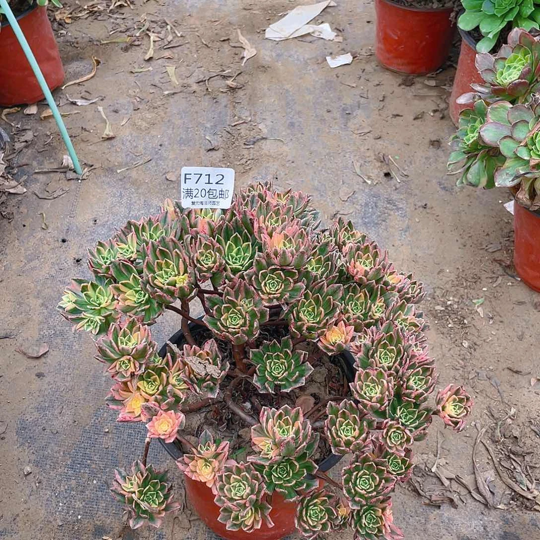 712甜茶多肉小损不包