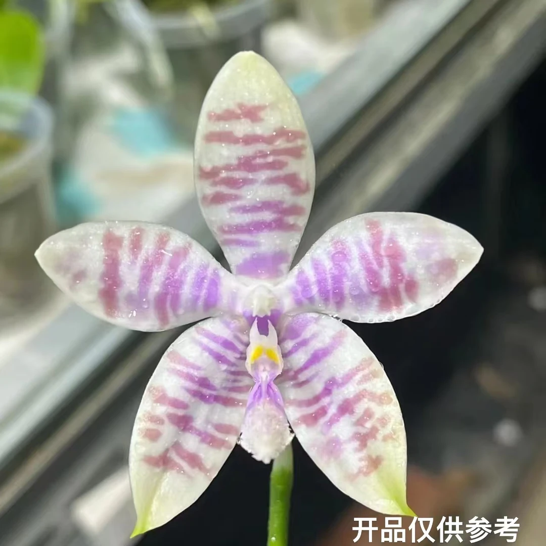 2.5寸 蓝路德交蓝盾-抽梗苗 少根微瑕 原生趣味蝴蝶兰 兰花