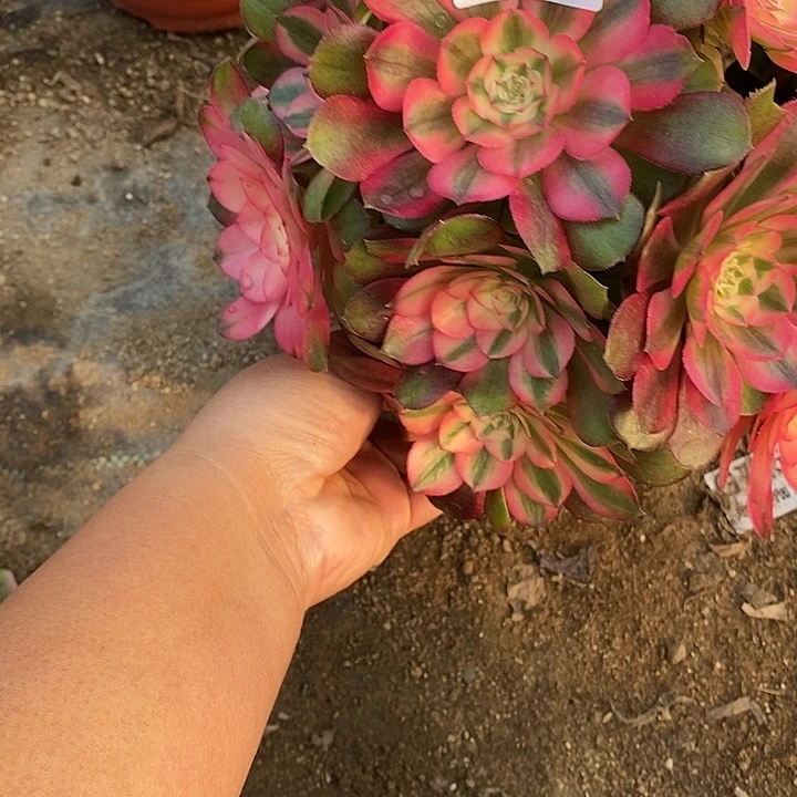 多肉植物荔枝612多肉