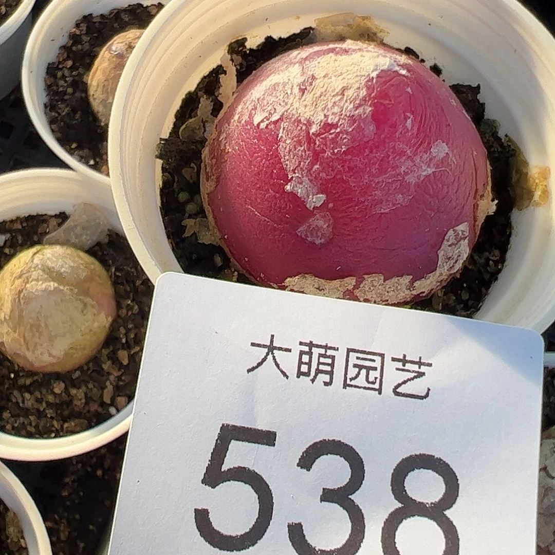 一物一拍带盆土发。   538