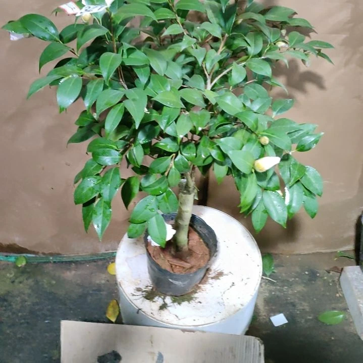 嘉**艺327绞初岚，原盆原土发货，不包邮