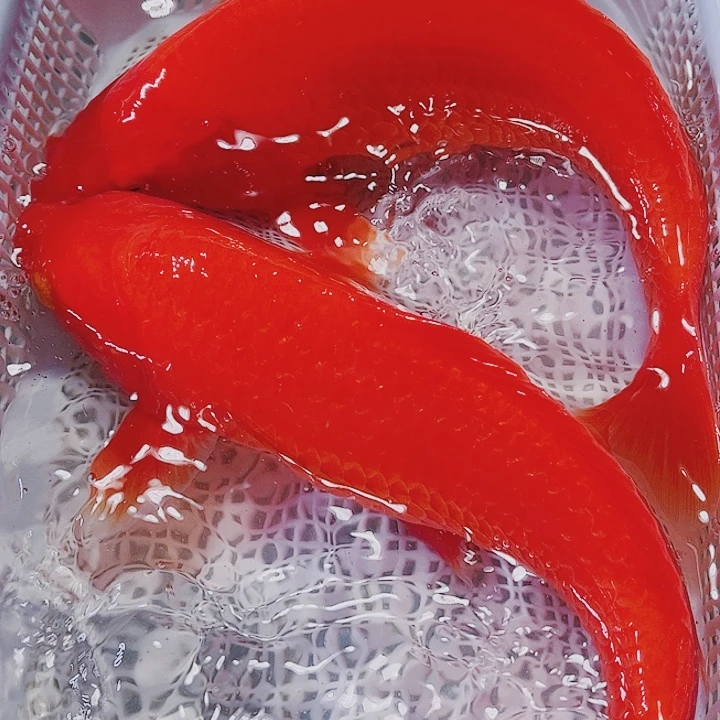 海水鱼锦鲤观赏鱼