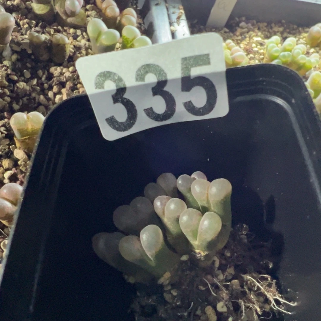 猫****335特特特特特特特