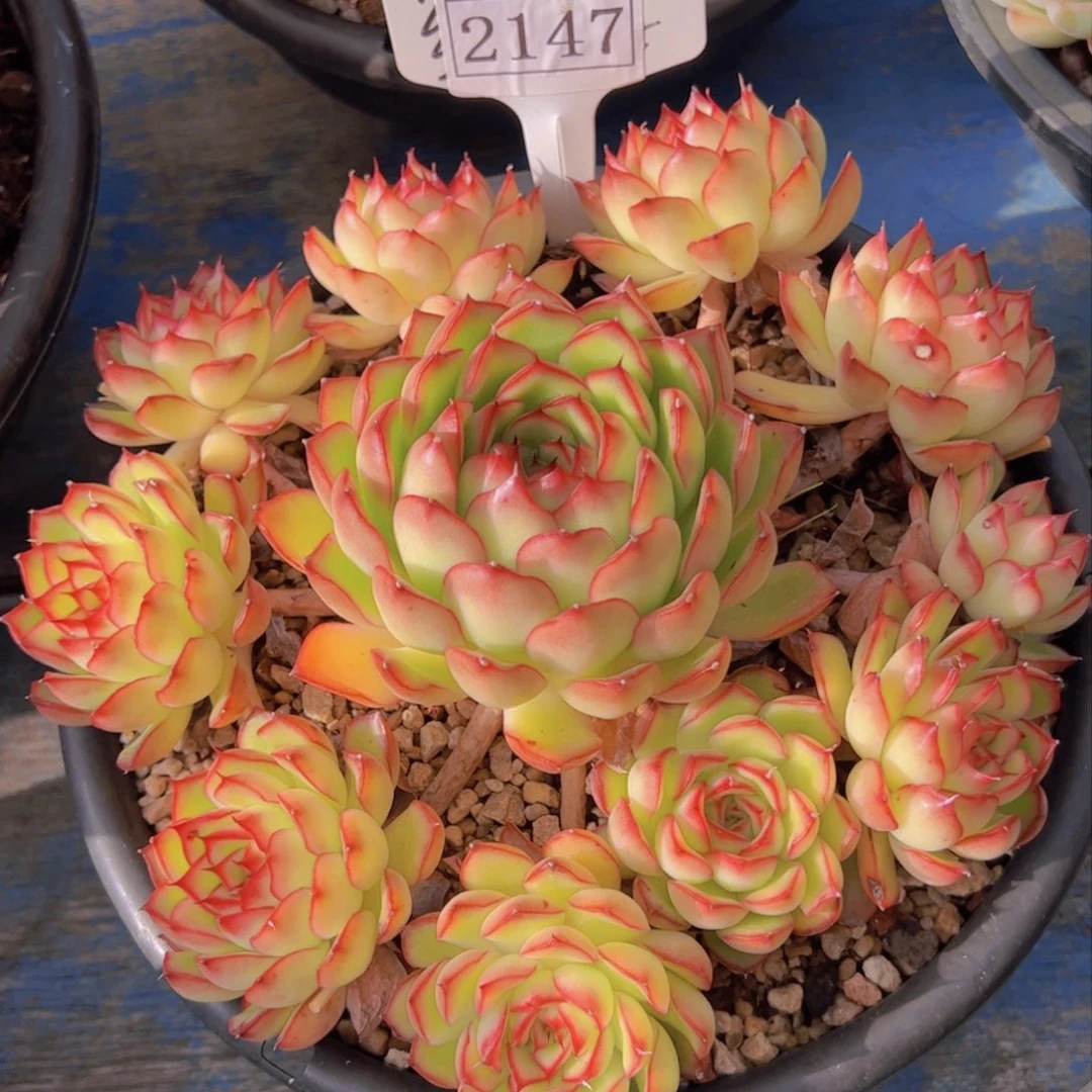 ❤️****萤火虫2147一物一拍