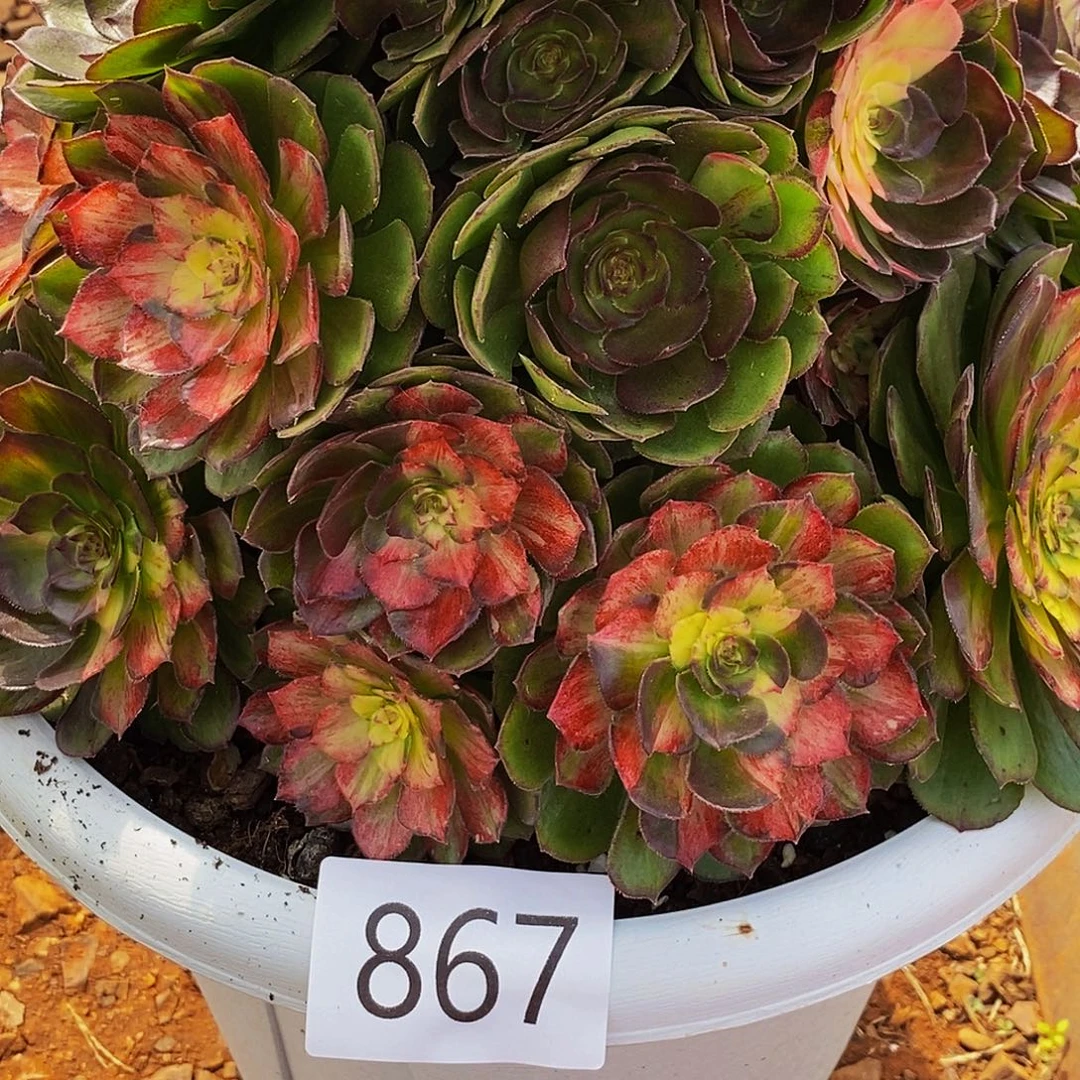 上古园艺多肉法师867