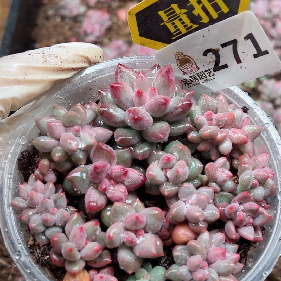 多肉植物多肉植物