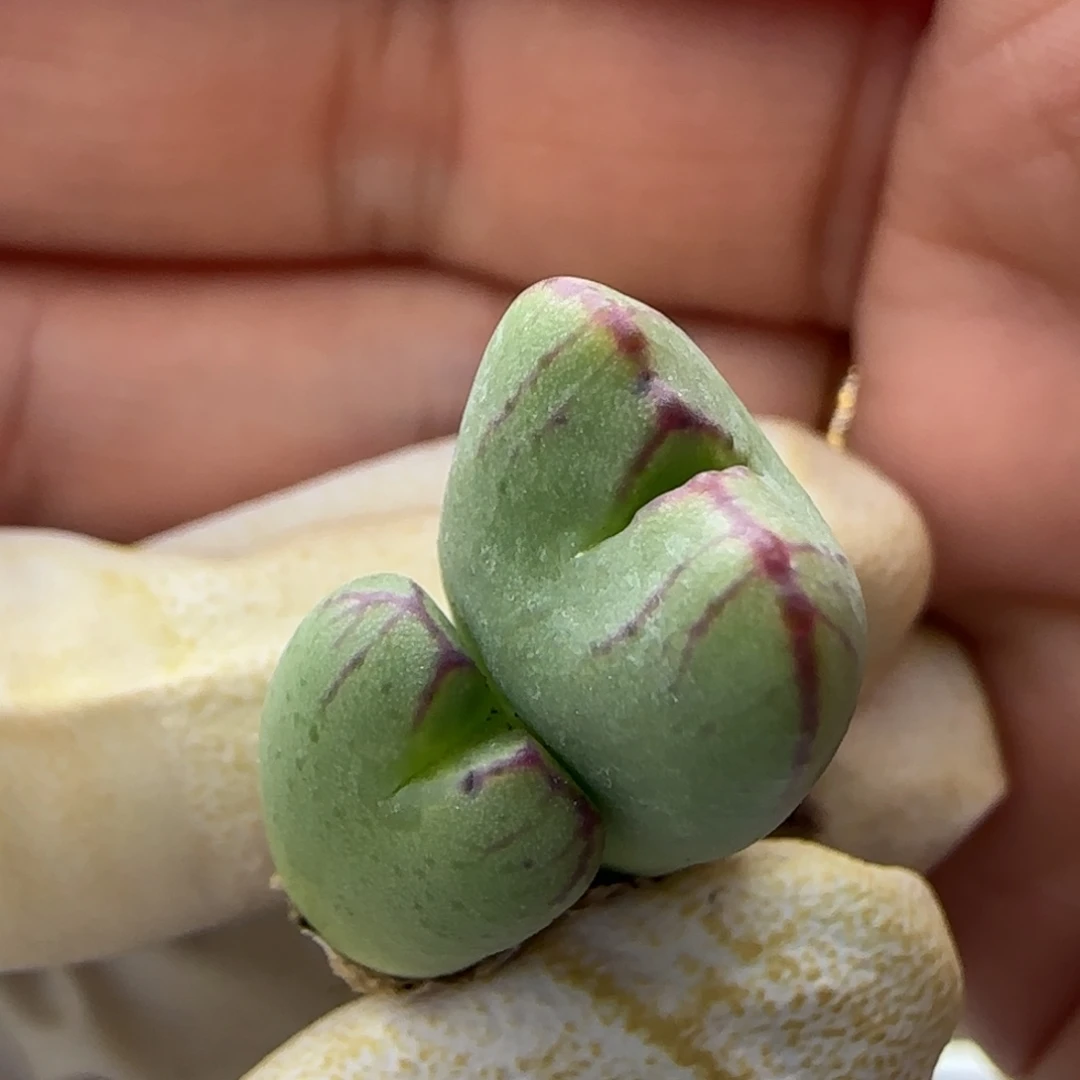 11-30-134当天满38包邮少将杂交脱土