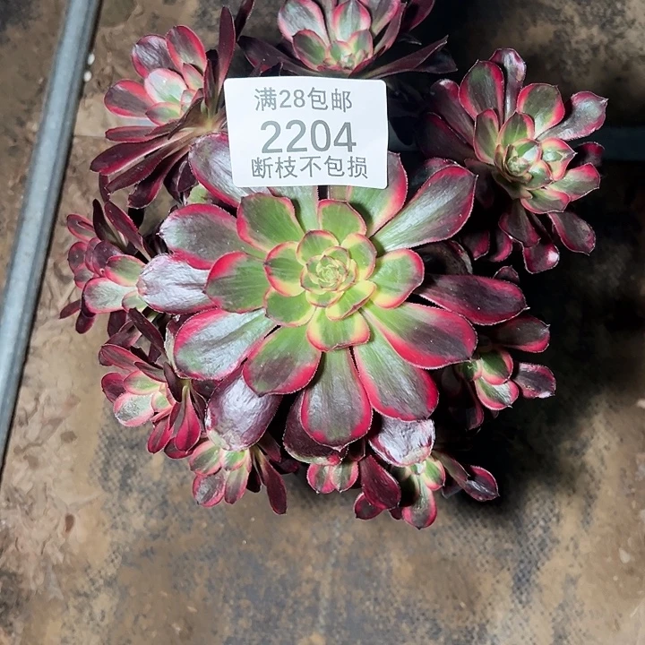 2204丽娜多肉植物