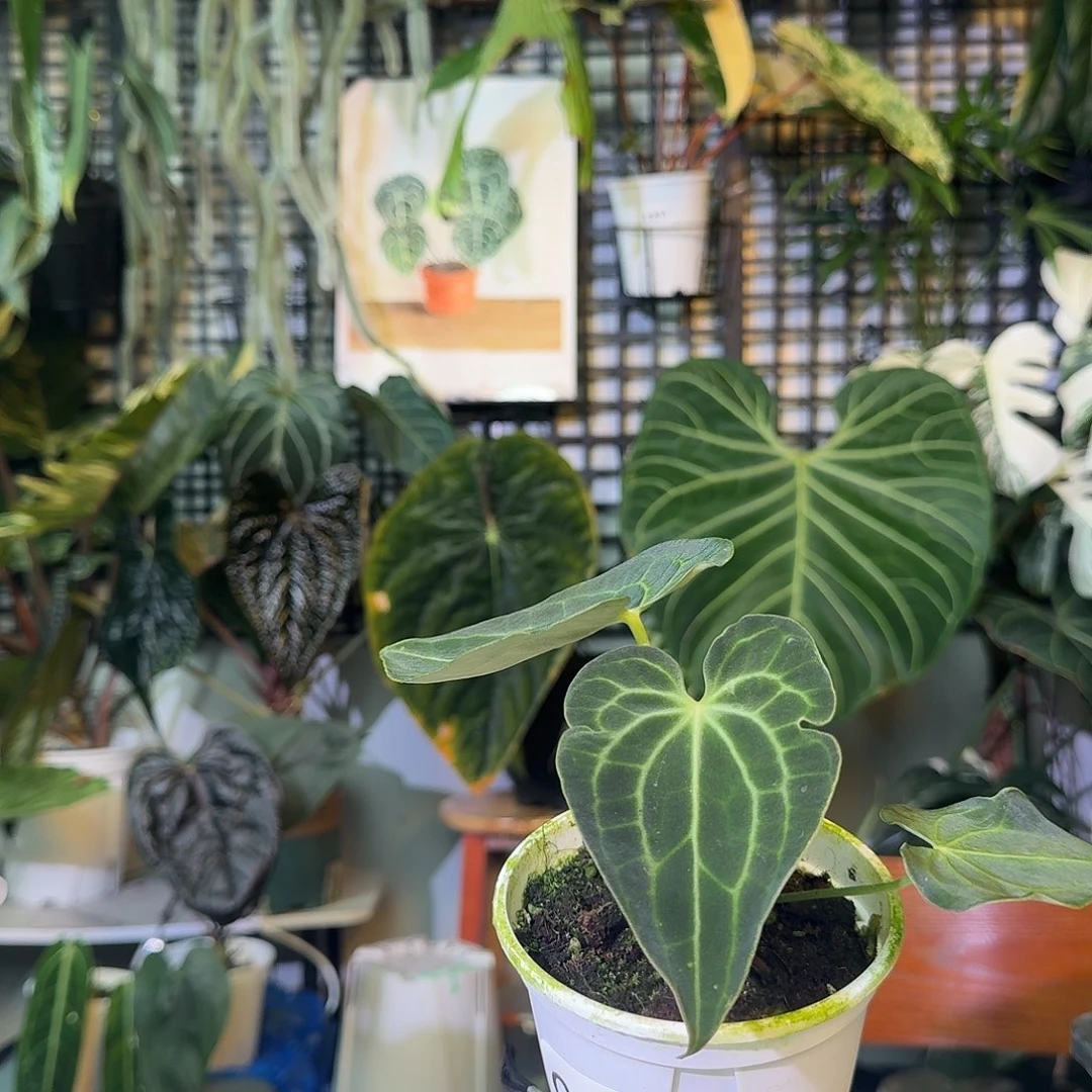 不开花植物G945个体克莱恩