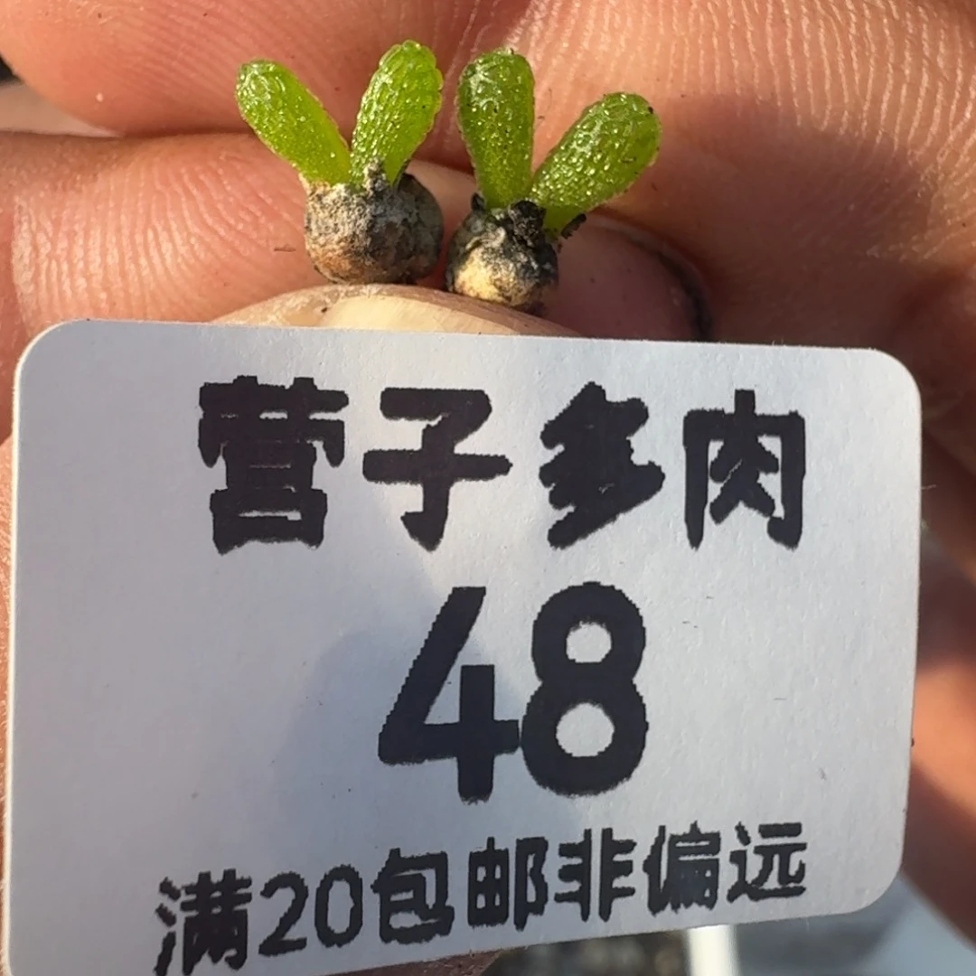 妖奇玉。
