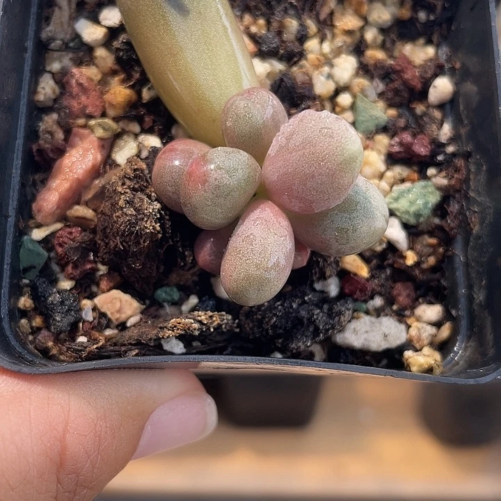 919糖果美人白锦带石化锦啊