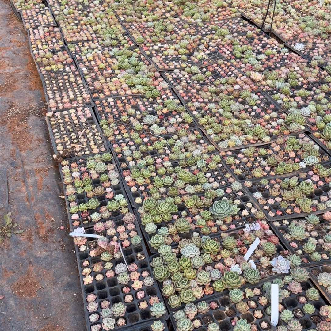 良***人宽叶卡罗拉一颗量拍26-41