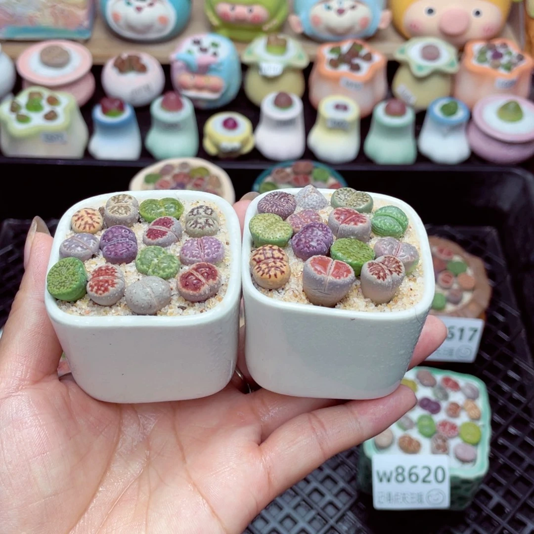 w8625 带盆土发货一物一拍