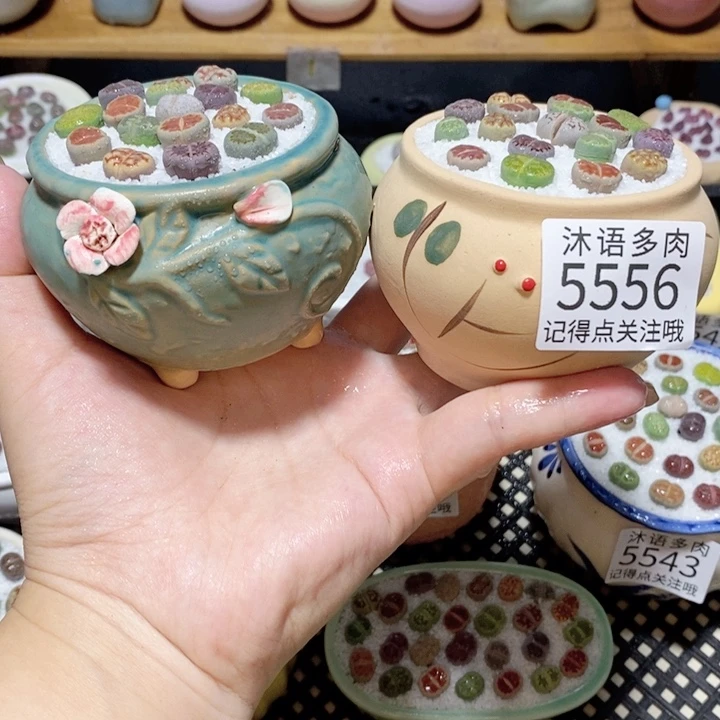 带盆土植物 一物一拍 5556