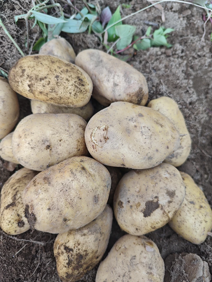 贵州本地新洋芋 蒸煮炒烧烤都行