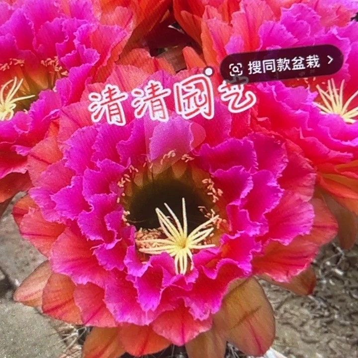 清清3-253侧牙仙人球